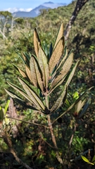 Rhododendron formosanum