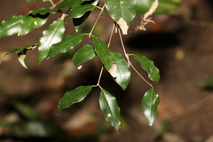 Syzygium francisii