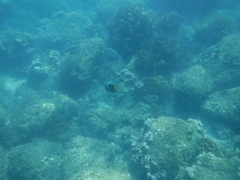 Holacanthus passer