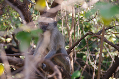 Chlorocebus pygerythrus pygerythrus