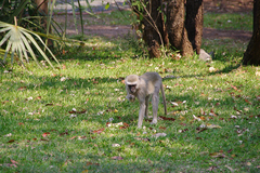 Chlorocebus pygerythrus pygerythrus