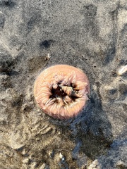 Paracondylactis sinensis