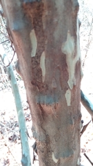 Alchornea