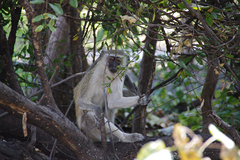 Chlorocebus pygerythrus pygerythrus