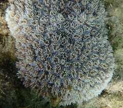 Galaxea fascicularis