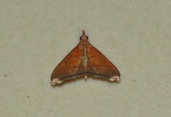 Hemiscopis sanguinea
