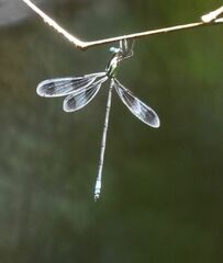 Orolestes octomaculatus