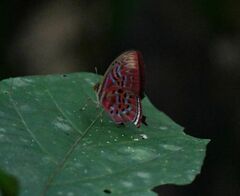 Paralaxita
