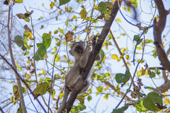 Chlorocebus pygerythrus pygerythrus