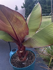 Ensete