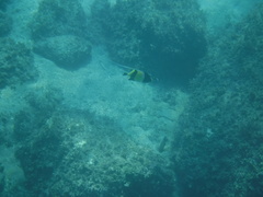 Zanclus cornutus