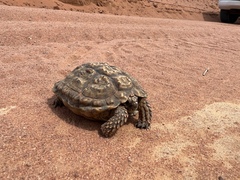 Chersobius signatus