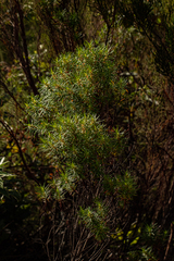 Anthospermum vallicola image