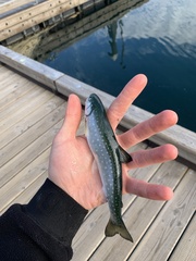 Salvelinus malma