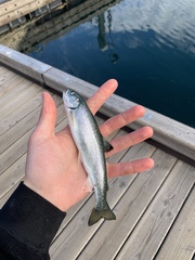 Salvelinus malma