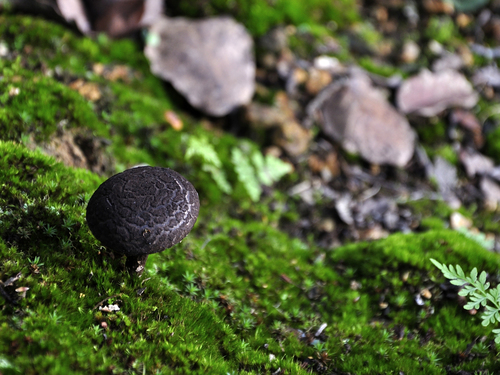 Old-man-of-the-woods