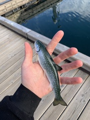 Salvelinus malma