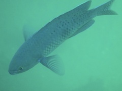 Chromis punctipinnis