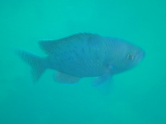 Chromis punctipinnis