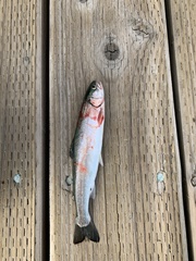Salvelinus malma