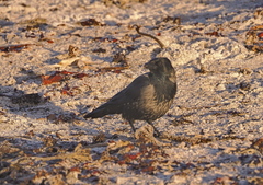 Corvus cornix × corone