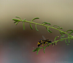 Ancistrocerus antilope