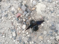 Xylocopa valga