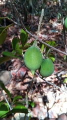 Sapotaceae