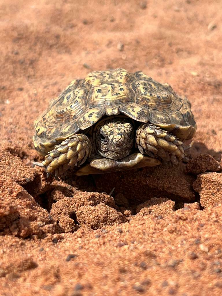 Speckled Tortoise in October 2022 by marirossouw · iNaturalist