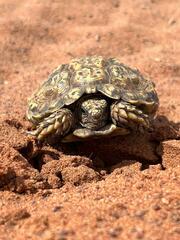 Chersobius signatus