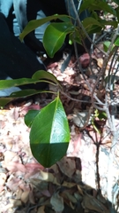 Sapotaceae