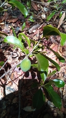 Sapotaceae