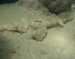 Cymbacephalus beauforti