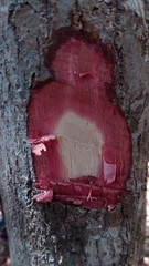 Sapotaceae