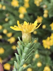 Oedera uniflora