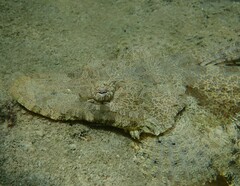 Cymbacephalus beauforti