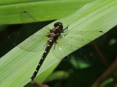 Gomphomacromia fallax