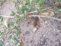 Chrysotoxum festivum