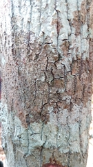Sapotaceae