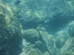 Halichoeres notospilus