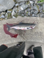 Oncorhynchus gorbuscha