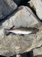 Oncorhynchus gorbuscha