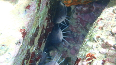 Plotosus lineatus