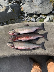 Oncorhynchus gorbuscha