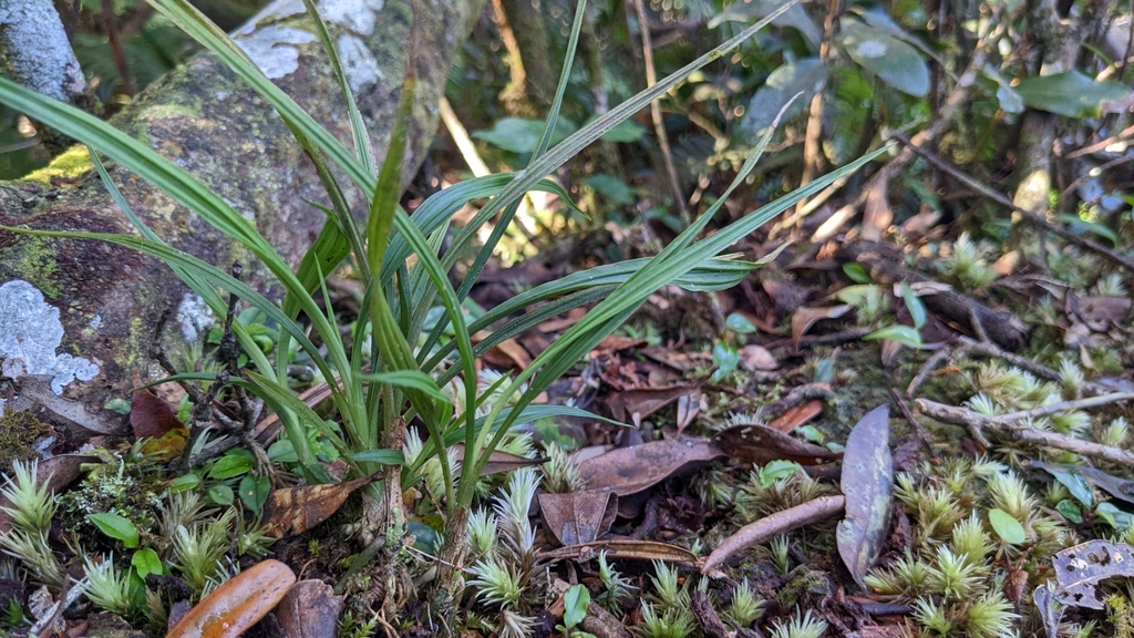 Calanthe angustifolia