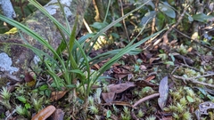 Calanthe angustifolia