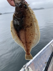 Citharichthys sordidus