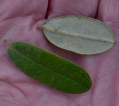 Hibbertia melhanioides