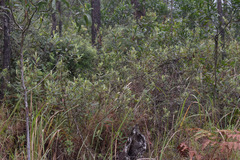 Hibbertia melhanioides