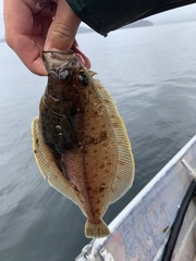 Citharichthys sordidus